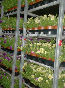 Perkplantjes