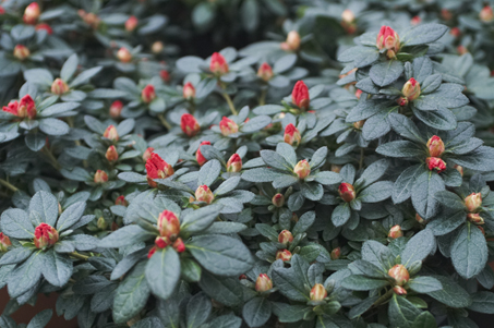 Azalea detail