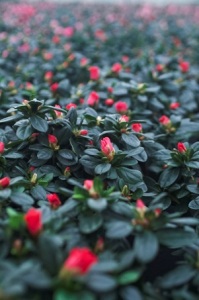 Azalea detail
