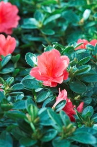 Azalea detail