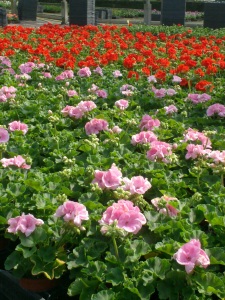 Geranium